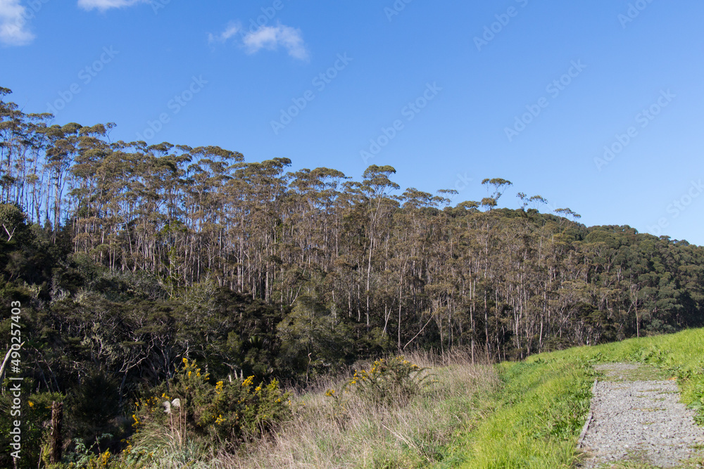 Okura Scenic Reserve trail, North Shore, New Zealand.