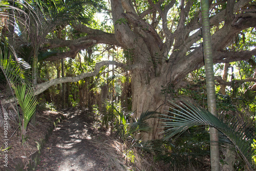 Okura bush walk trail, North Shore, New Zealand.