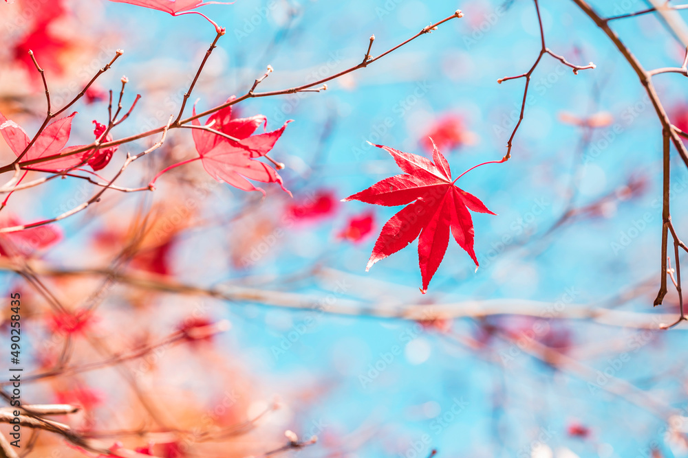 autumn leaves in sunny day autumn leaves in sunny day