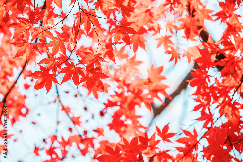 autumn leaves in sunny day autumn leaves in sunny day