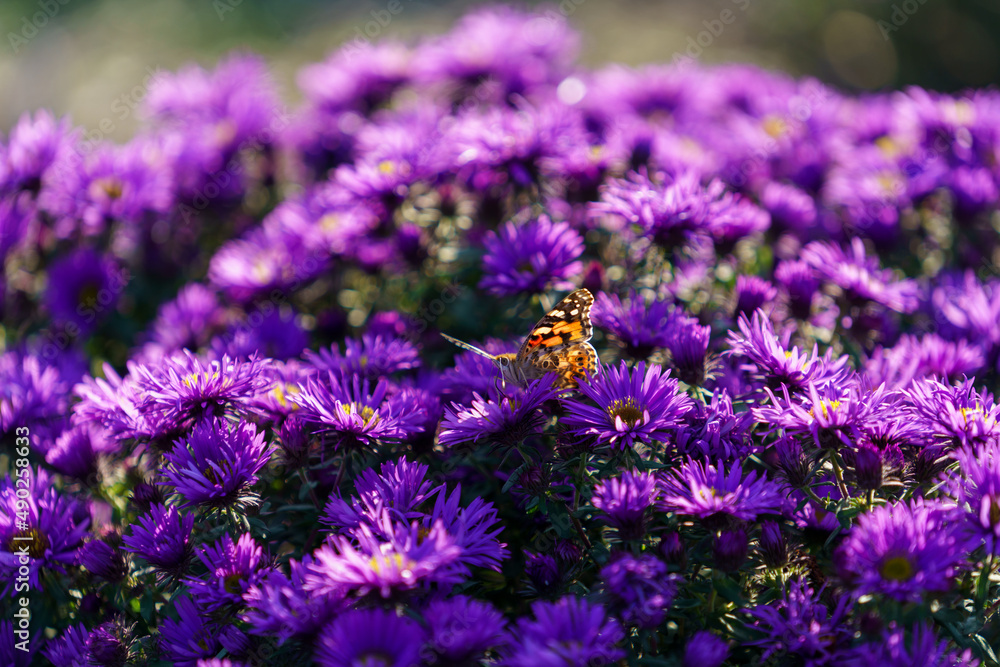 Close up of beautiful pink flower background