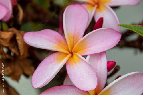 Frangipani flowers full frame image for background use
