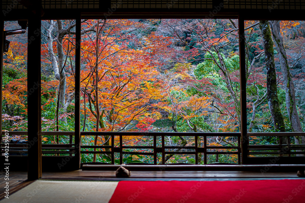 紅葉 紅葉