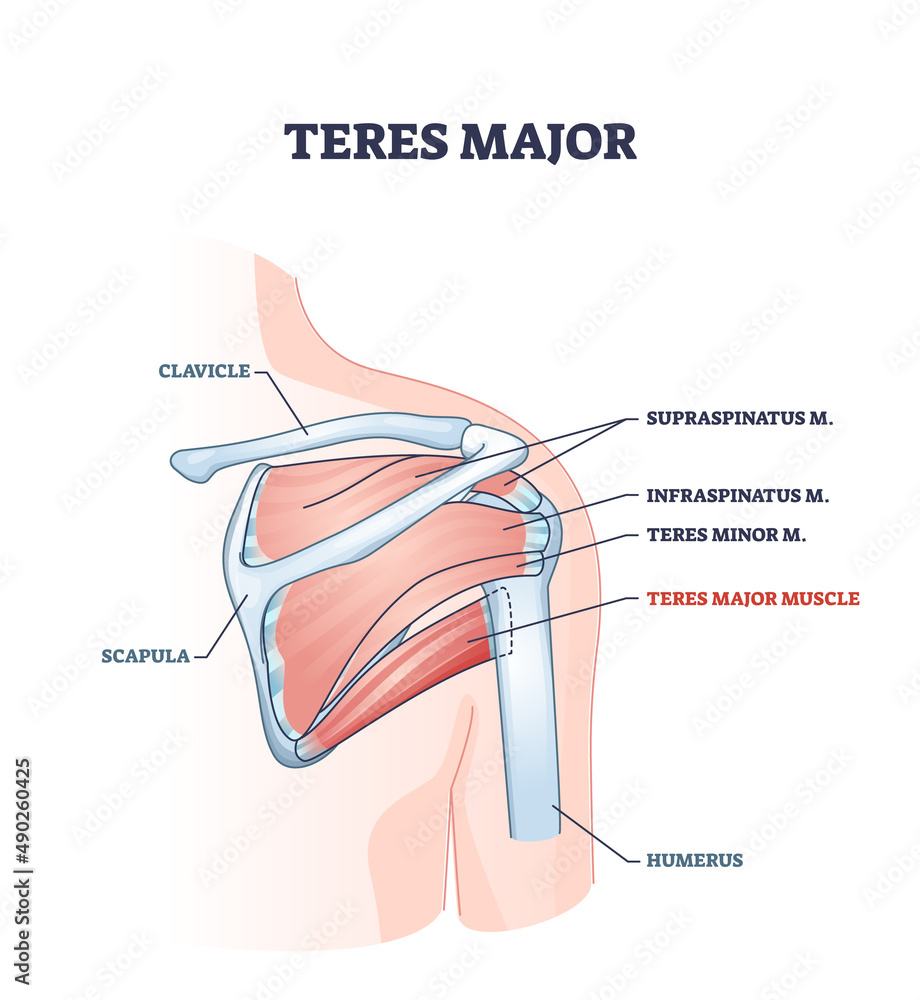 Teres major muscle with anatomical or medical shoulder bones outline ...