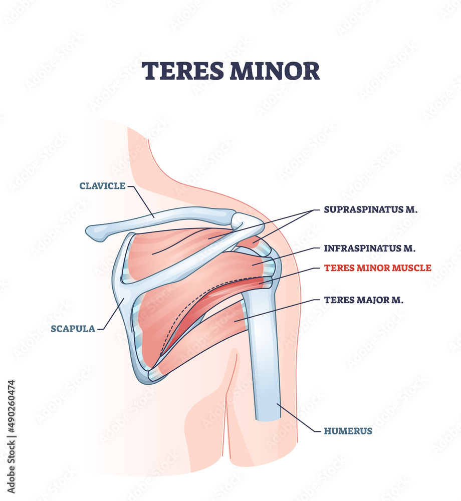 Ταπετσαρία Teres minor muscle and anatomical human shoulder bones part outline diagram