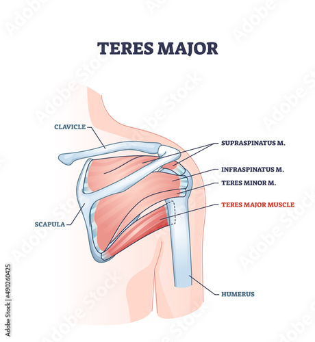 Valokuva Teres major muscle with anatomical or medical shoulder bones outline diagram