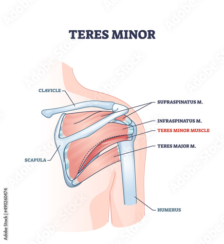 Teres minor muscle and anatomical human shoulder bones part outline diagram. Labeled educational skeletal scheme with supraspinatus and infraspinatus vector illustration. Medical inner muscular view. photo