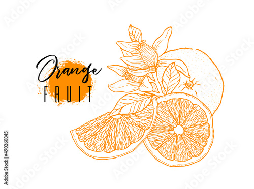 Ink hand drawn of orange fruit. Food element collection. Vintage sketch