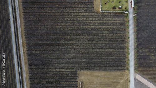 Top Down View of a Vineyard with Several Rows of Leafless Grapevine Plants during the Inflorescence Period photo