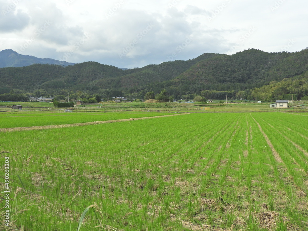 riziere kyoto