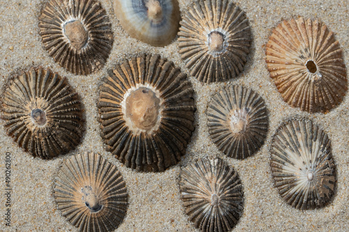 A collection of limpet shells on sand photo