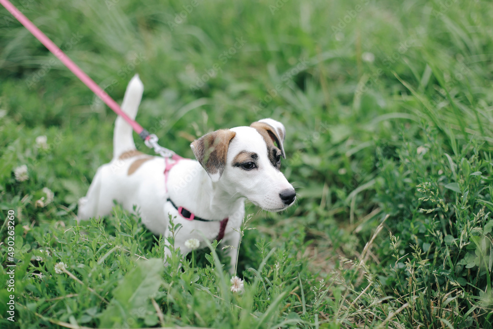 .Lovely dogs.