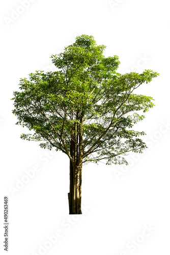 Tree isolated on white back ground   plant tree love the world concept.This image clipping path..