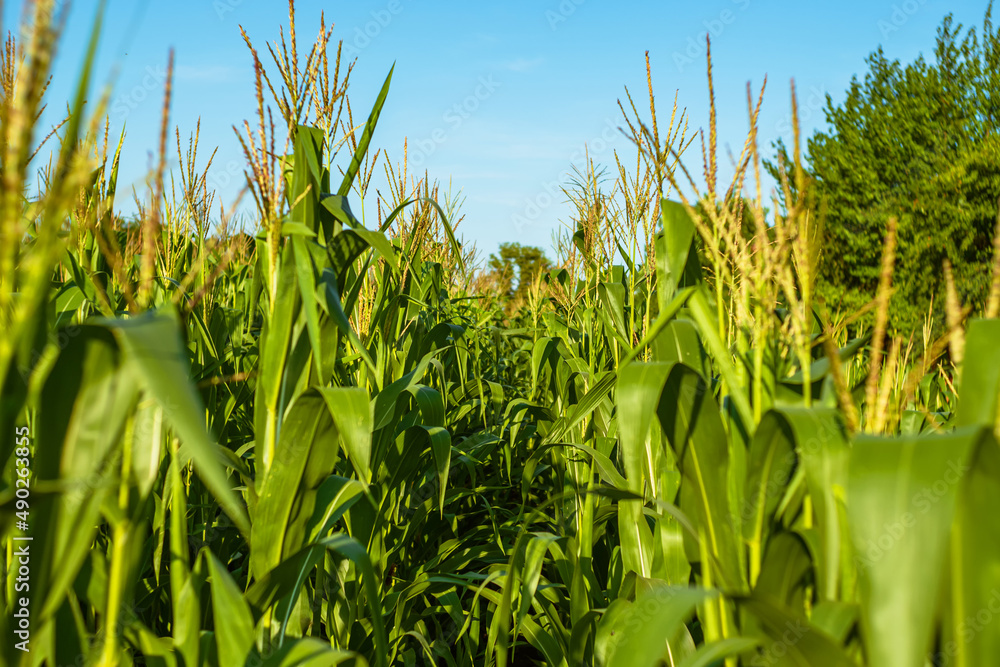 Fototapeta premium Field with rows of young green corn on a blue background. Corn growing business on a private farm.