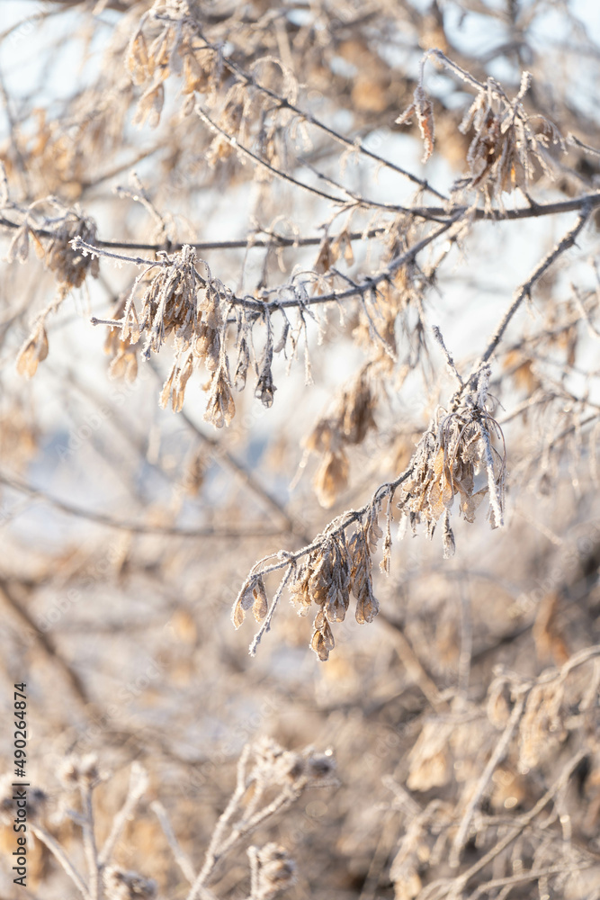 Fototapeta premium Frost on a shrub on a frosty morning