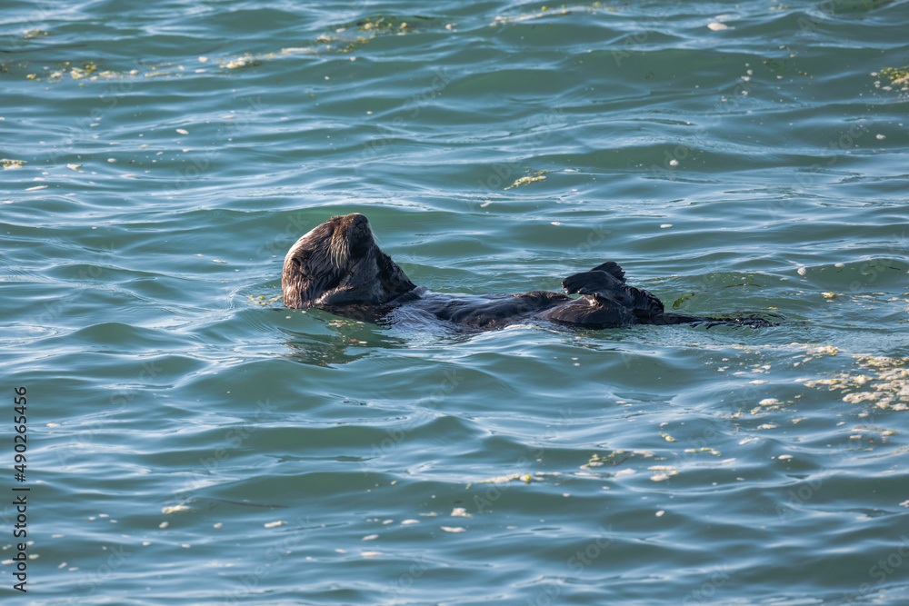 Fototapeta premium A sea otter in Moss Landing, California