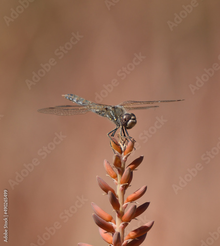 dragon fly perch