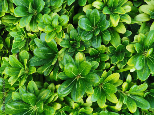 Floral background. Shrub with beautiful bright green small leaves. View from above.