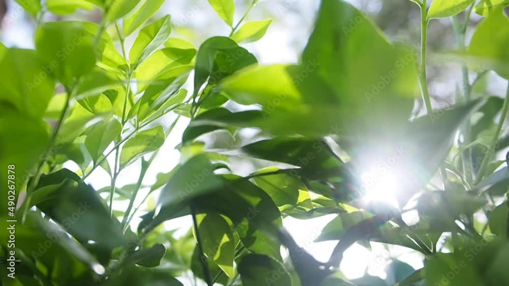 The sunlight escapes through the green foliage, blurry ba The sunlight escapes through the green foliage, blurry ba