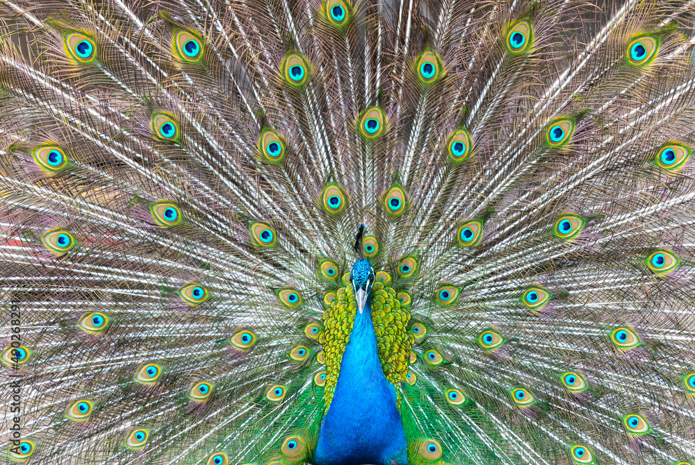 Obraz premium the color of a peacock's feathers