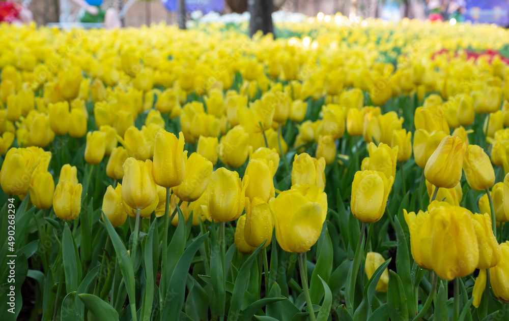 Natural background of yellow tulips flowers blooming in the garden with soft morning sunlight. Natural background of yellow tulips flowers blooming in the garden with soft morning sunlight.