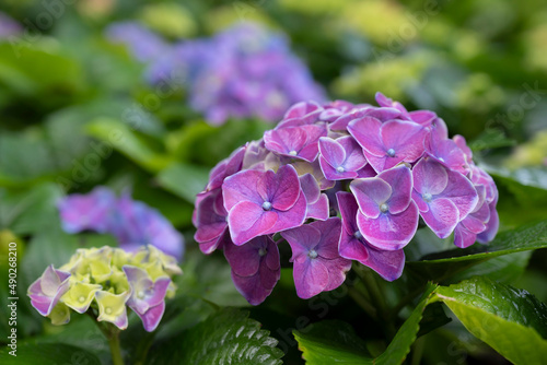 Close-up of purple Hydrangea bouquet flowers on a green leaves background in the garden.