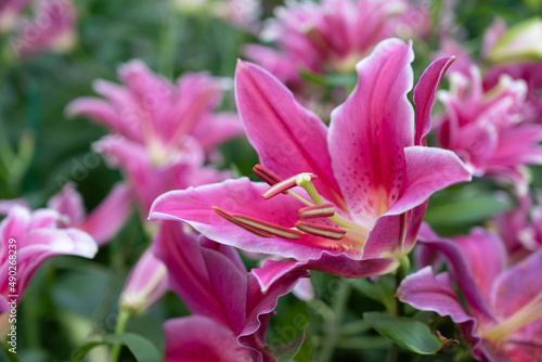 Close-up of vivid pink lily flowers bouquet are blooming in the soft morning sunlight.