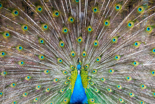 Peacock with Feathers Spread