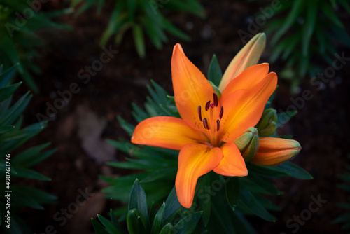 Close-up of vivid orange lily flowers bouquet is blooming in the garden on a dark background.