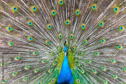 the color of a peacock's feathers