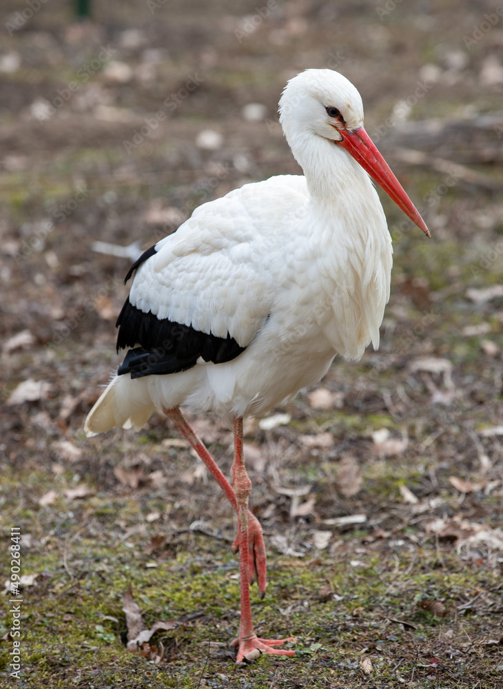 Fototapeta premium a stork standing on one foot on the ground