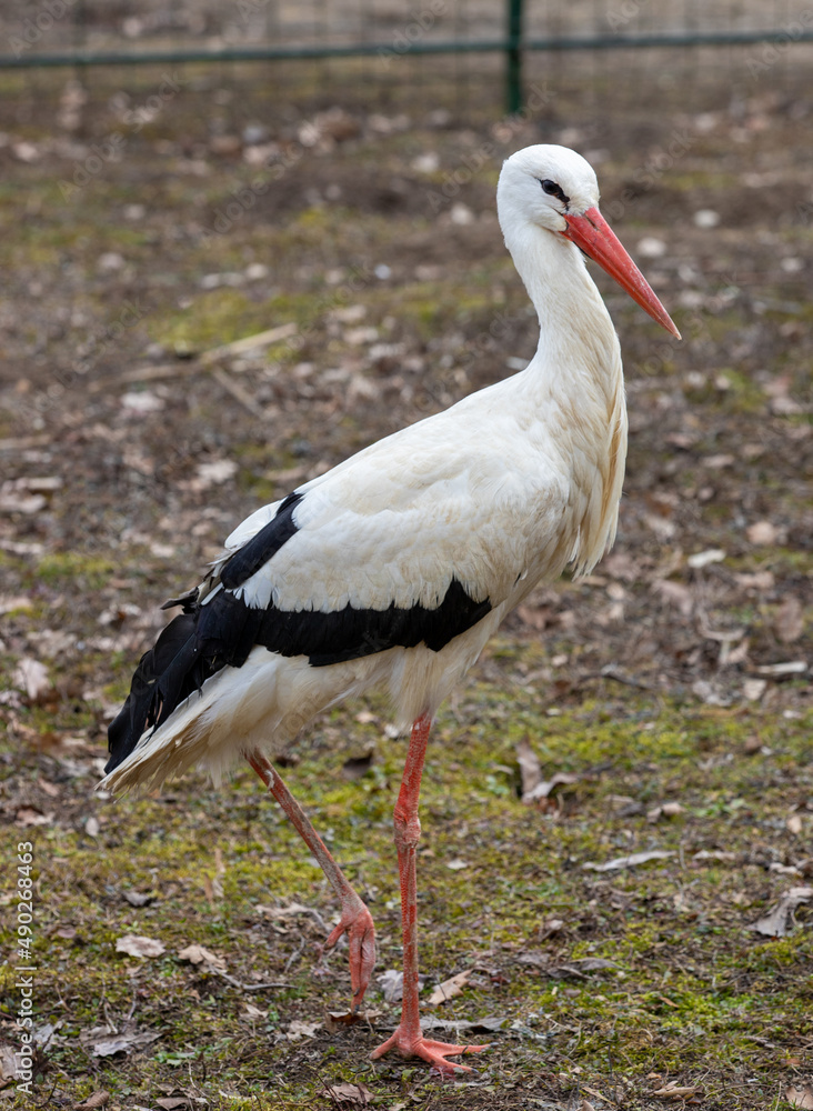 A white stork on the ground in the foreground A white stork on the ground in the foreground