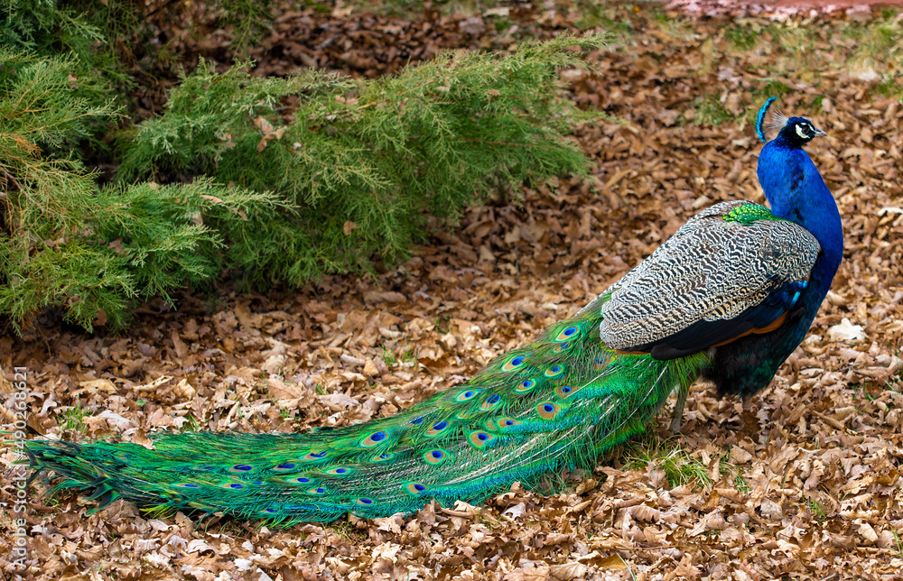 Naklejka premium a peacock on the ground in the park