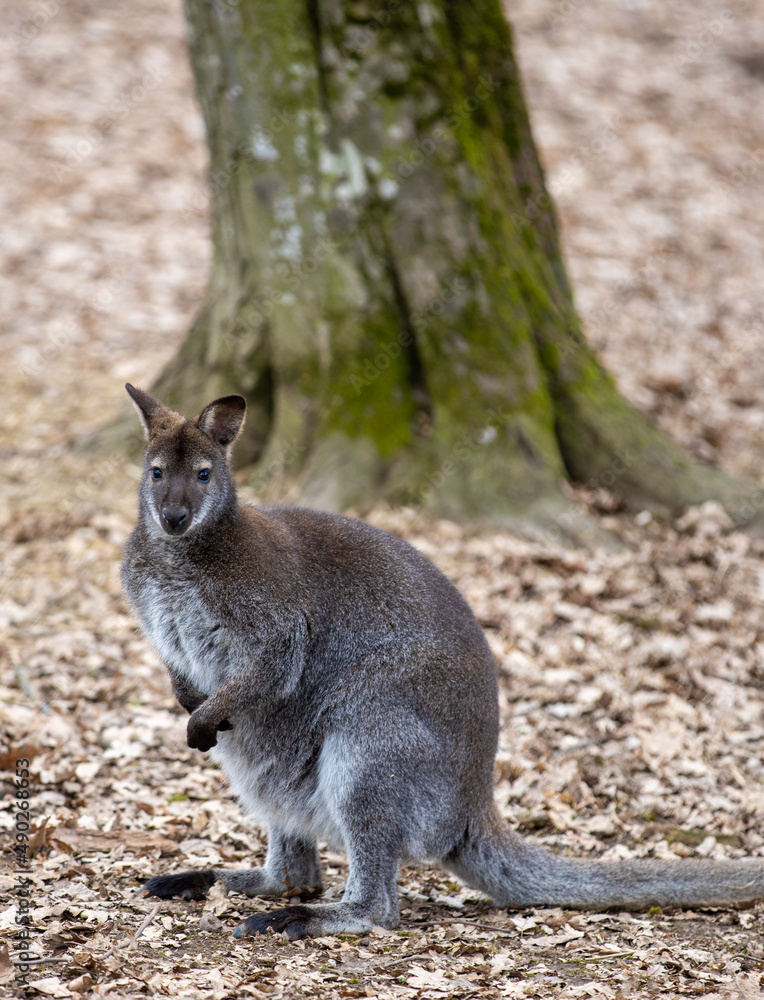 a Bennett kangaroo in a forest a Bennett kangaroo in a forest