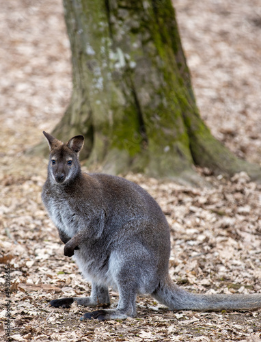 a Bennett kangaroo in a forest