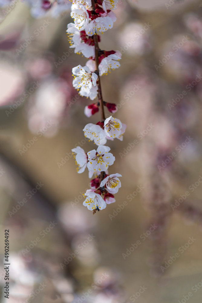 cherry blossom