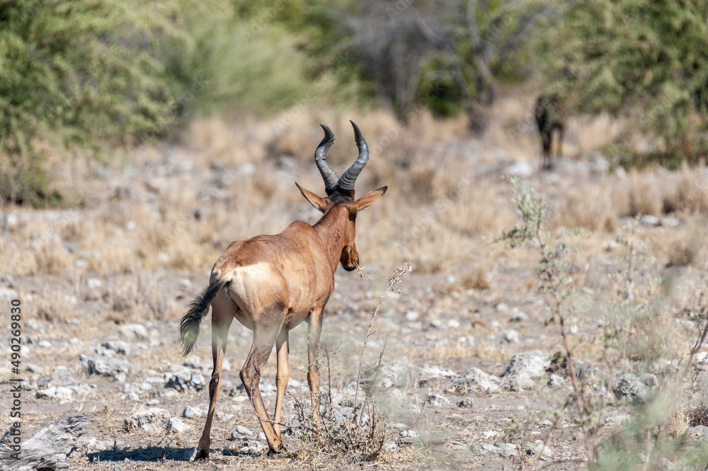 Fototapeta premium Closeup of a Red Hartebeest - Alcelaphus buselaphus Caama- also known as the Kongoni, or Cape Hartebeest on the plains of Etosha National Park.