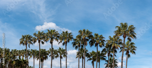 Palm trees against blue sky, at tropical coast, Summer tree background