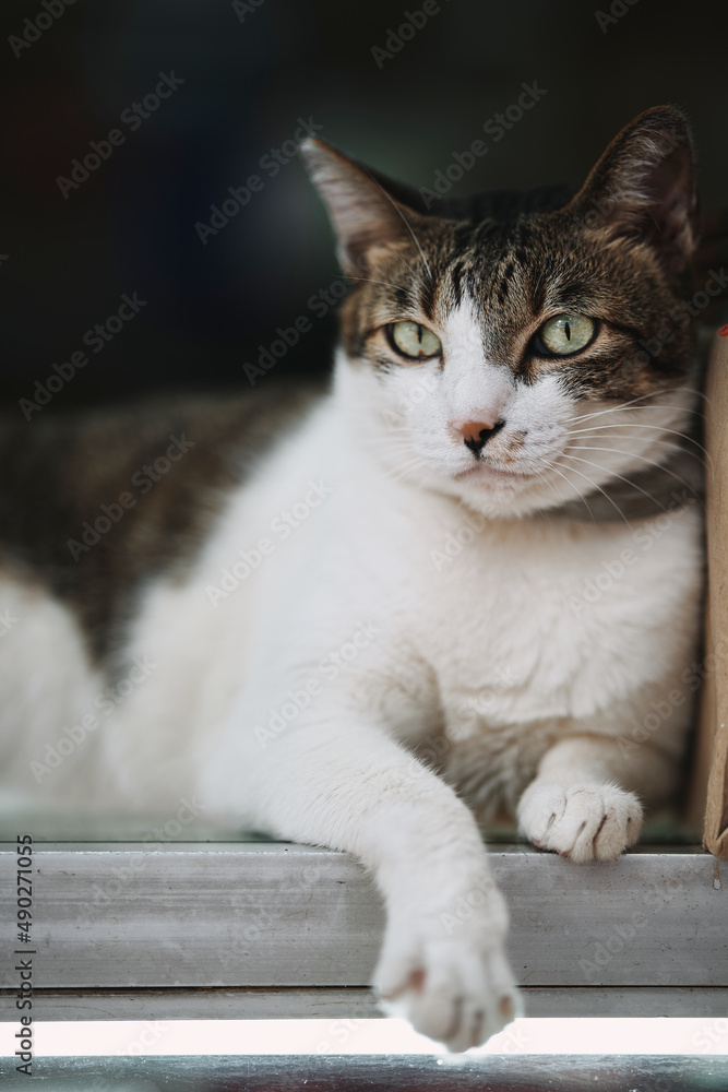 Hong Kong Cat 006 Hong Kong Cat 006