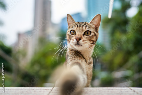 Hong Kong Cat 004 - Selfie