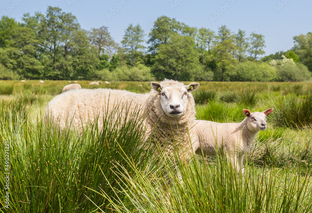 Mother sheep with lamb in the landscape of Drenthe, Netherlands