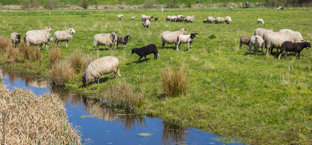 Fototapeta premium Panorama of a herd of sheep in a meadow near Groningen city, Netherlands
