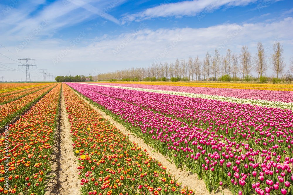Field of vibrant tulip colors in Noordoostpolder, Netherlands