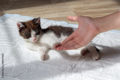 A cute kitten lies on a diaper and plays with the owner's hand. Portrait. Education of pets. Toilet training. High quality photo. copyspace 