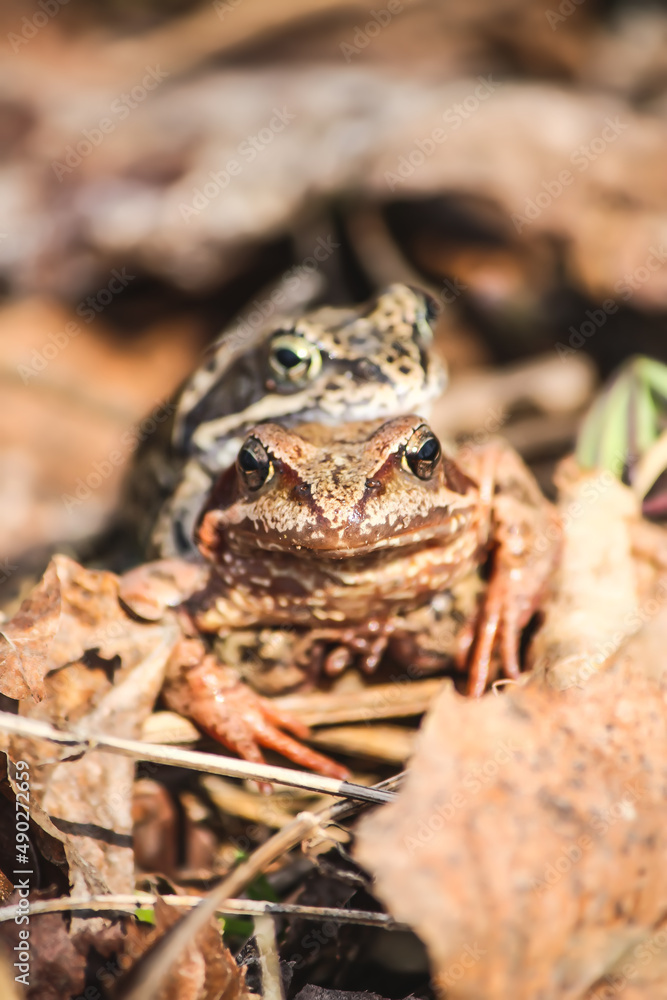 Fototapeta premium Frogs in the breeding season.