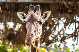 portrait of a giraffe close up