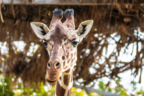 portrait of a giraffe close up © AlexTow