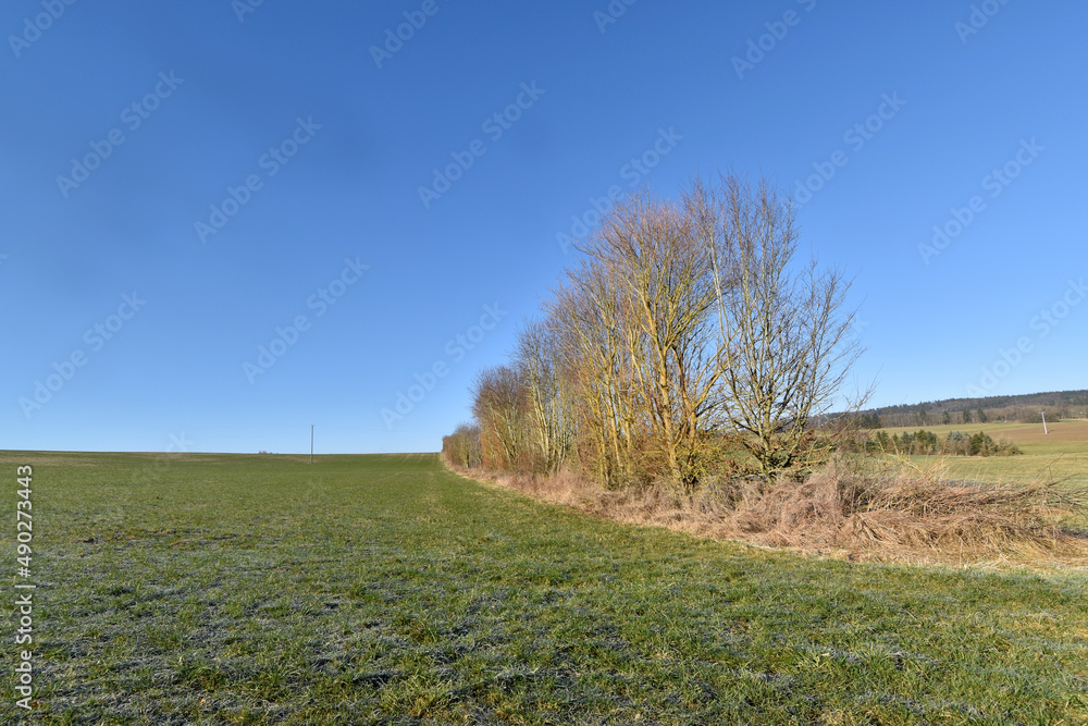 Obraz premium Kulturlandschaft mit Baumreihe