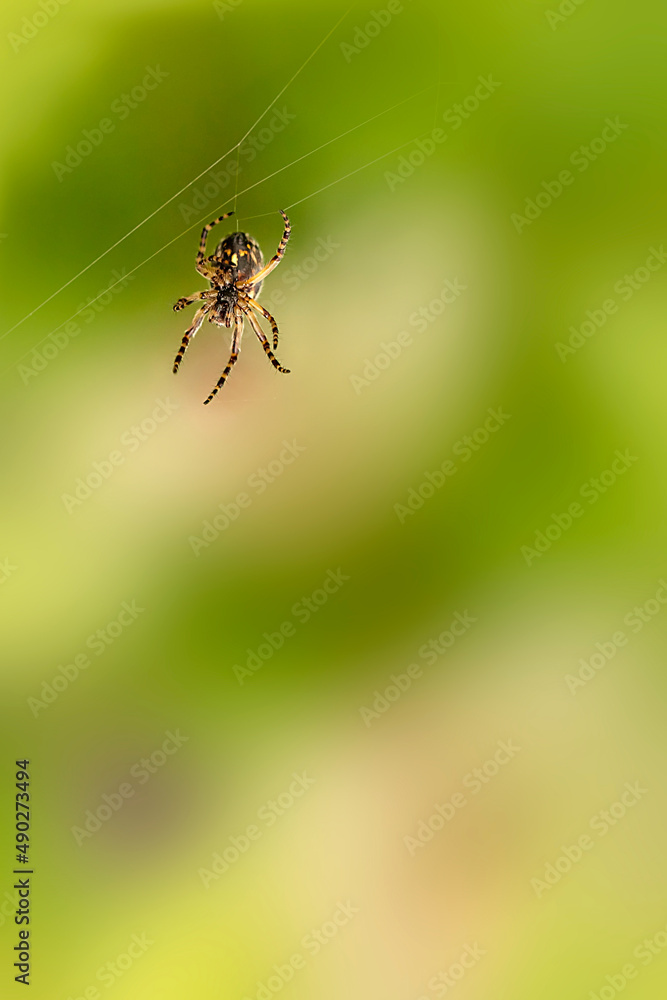 araignée tissant sa toile