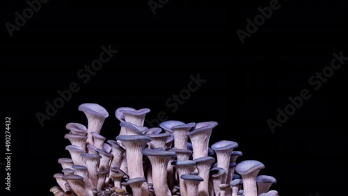 Time Lapse - Mushrooms Growing with the Black Background